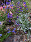 Salvia daghestanica 2012