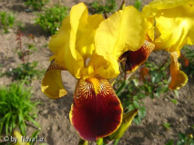 Iris Iris Juni2012 054_Bildgröße ändern.