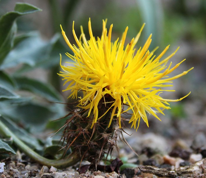 Centaurea drabifolia