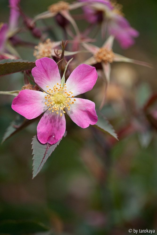 rosa glauca