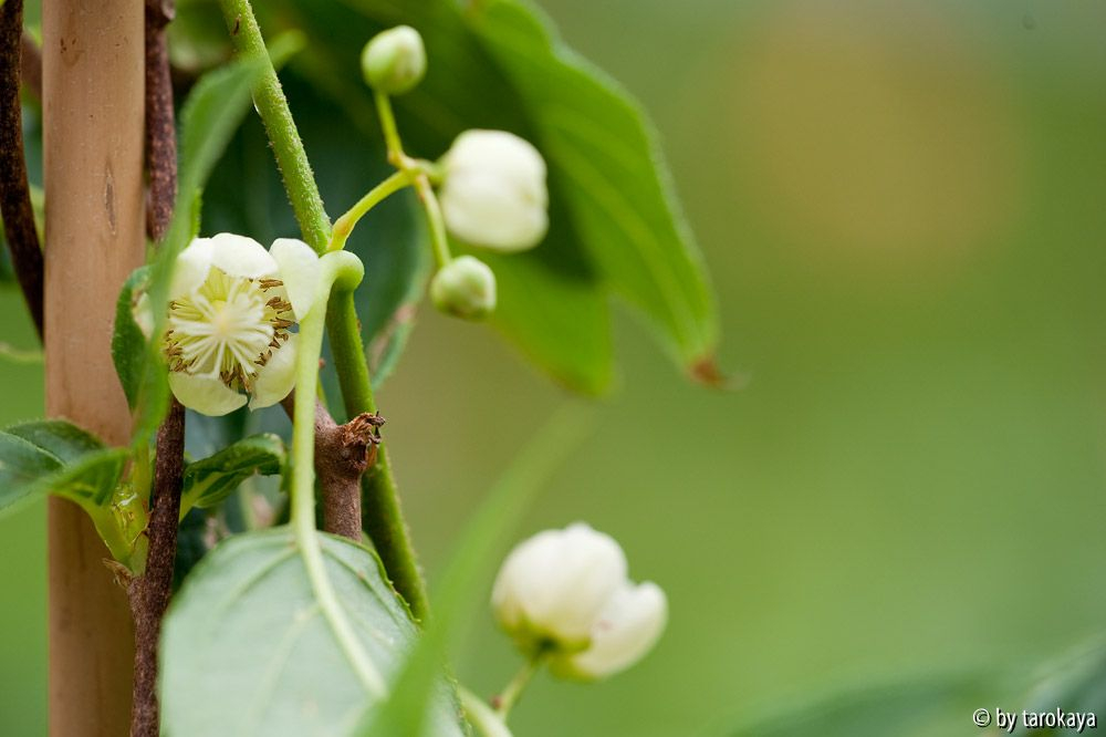 kiwi issai, blüten