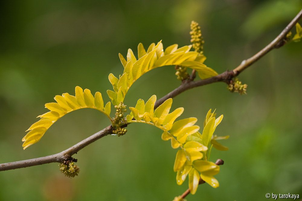 gleditsia12
