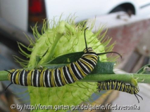 Monarch Raupe