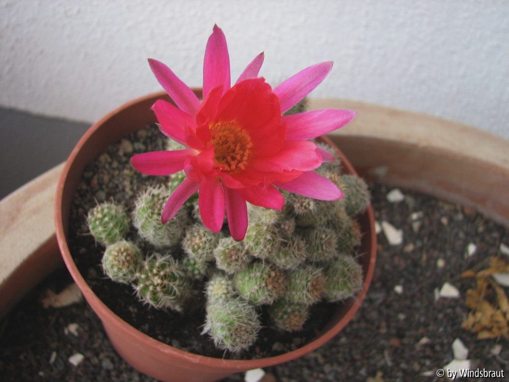 Chamaecereus 2012
