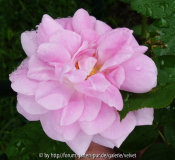 Nordlandrose