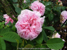 Ispahan