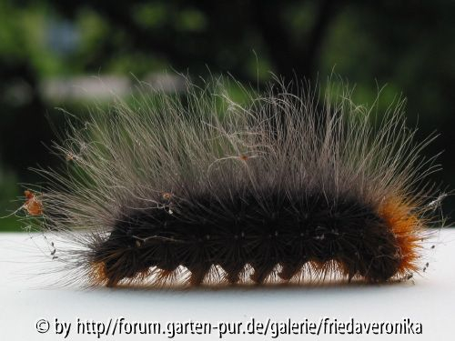 Brauner Bär Raupe