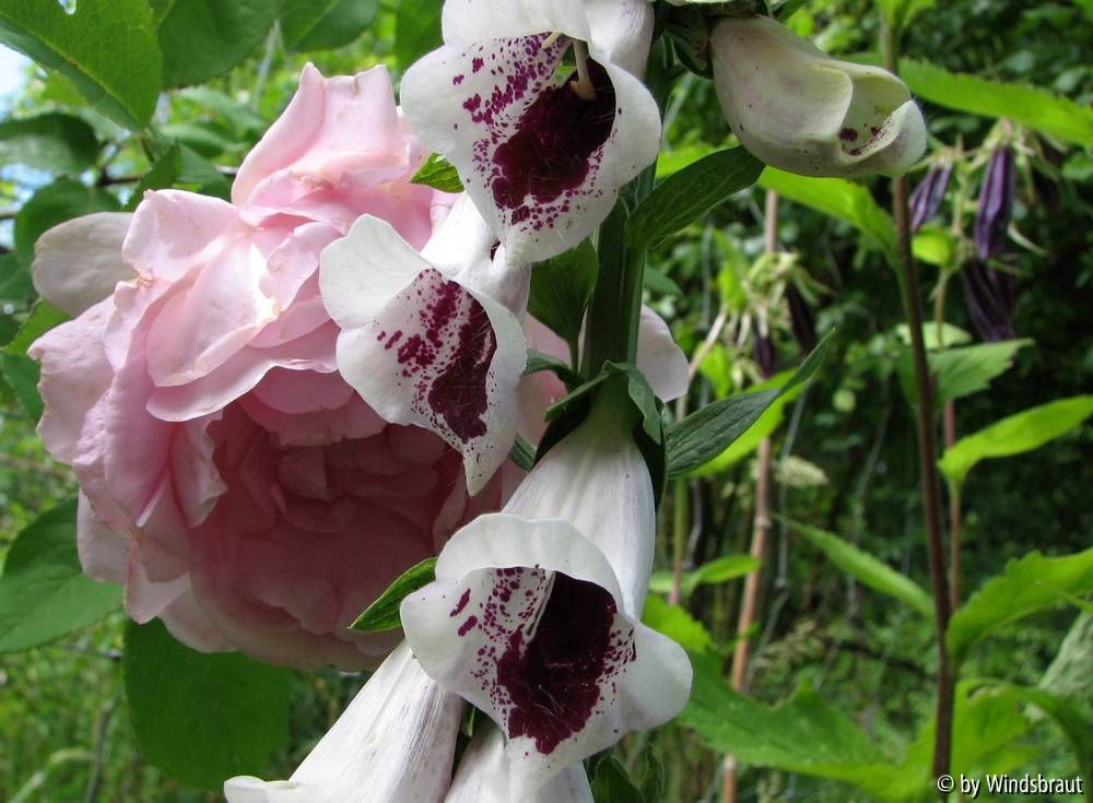 Constance und Digitalis