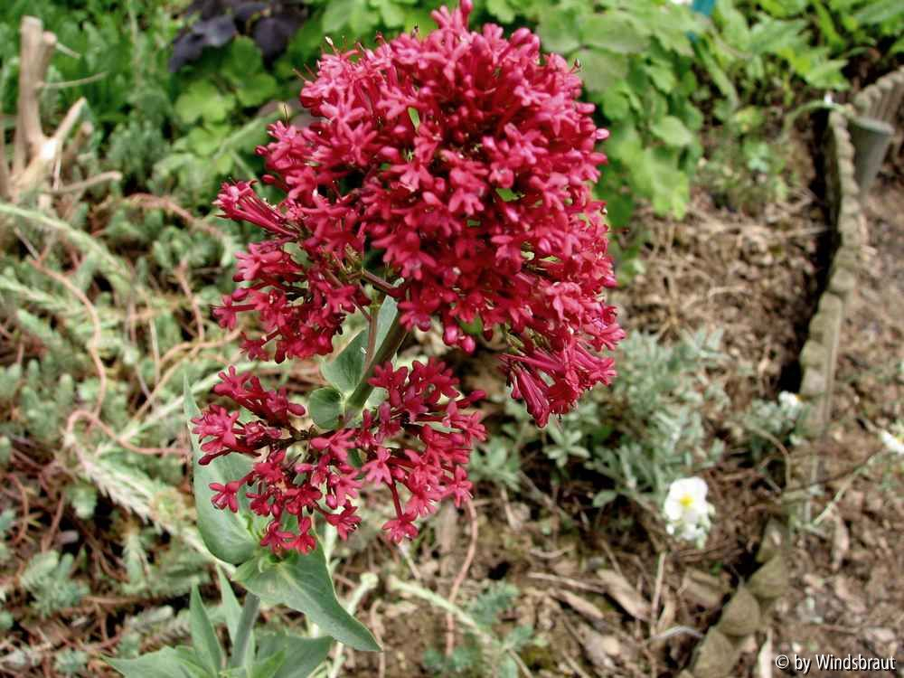 Spornblume