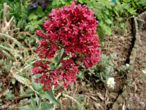 Spornblume