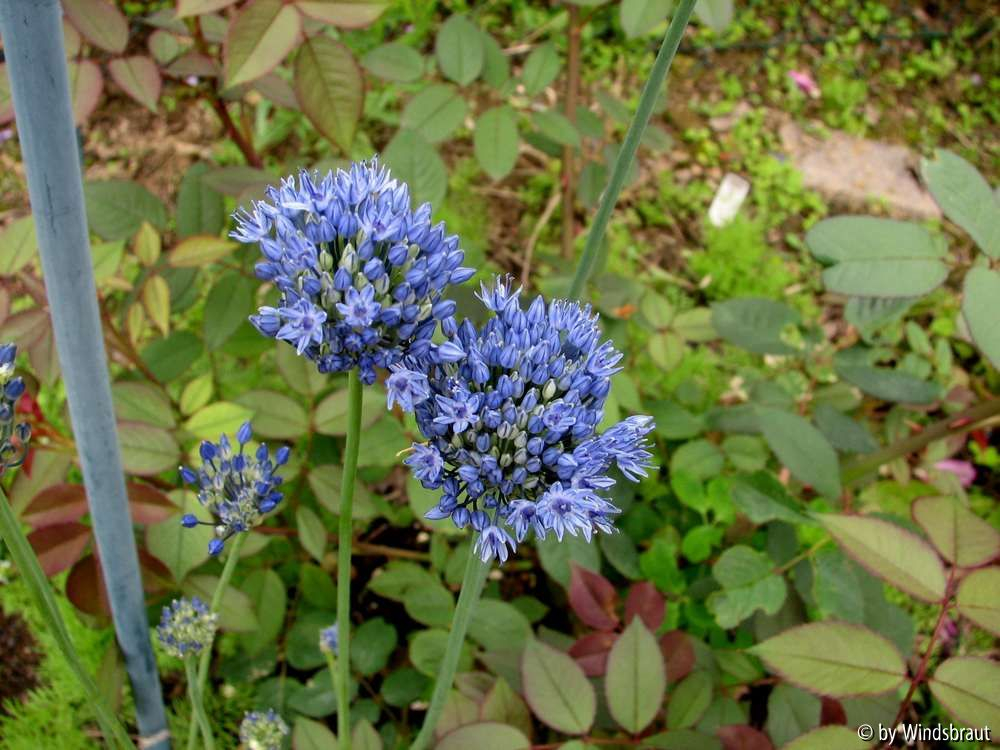 Allium caeruleum