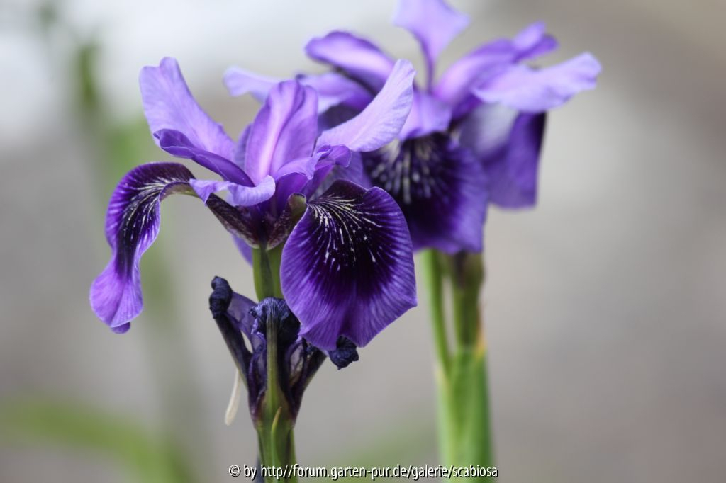 Iris sibirica Kreuzungen Smlg.2012