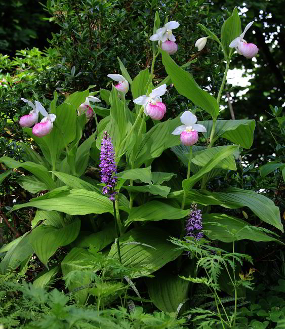 Cypripedium reginae