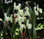 Roscoea 'Long Acre Sunrise'