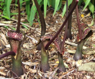Typhonium venosum