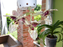 Stanophea tigrina