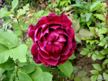 Alfred Colomb 1-2012