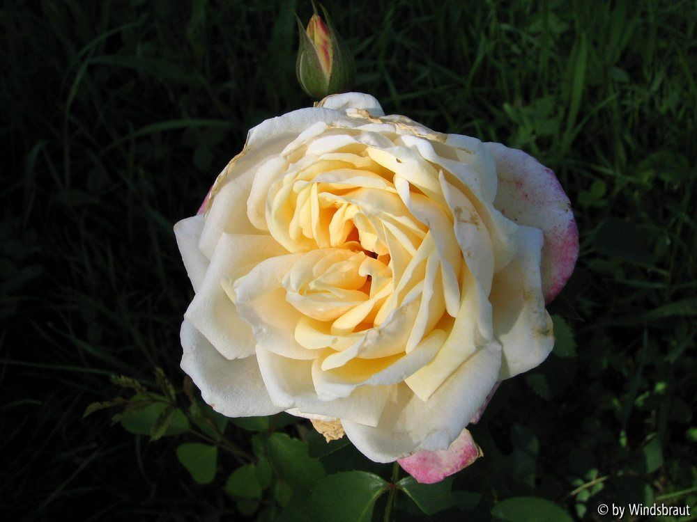 Ilse Krohn Superior 1-2012