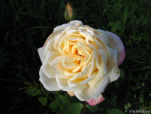 Ilse Krohn Superior 1-2012