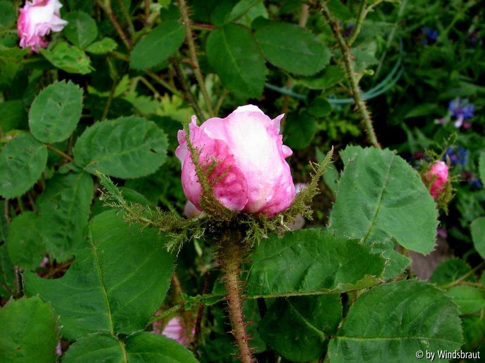 Muscosa Knospe