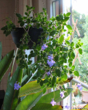 Streptocarpus
