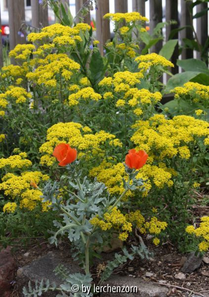Alyssum murale