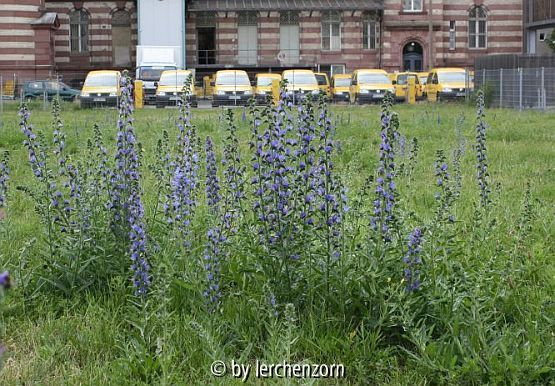 Echium vulgare, Posthof