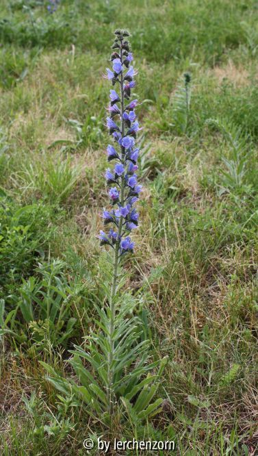 Echium vulgare