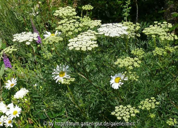 Cortia wallichiana / Selinum wallichianum