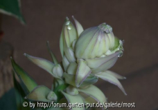 Hostablüte 1.jpg