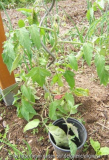 Gestreiftes Ei 5-6-12.JPG