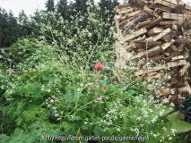 crambe