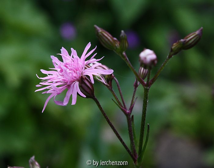 Silene flos-cuculi Plena oder Roseoplena