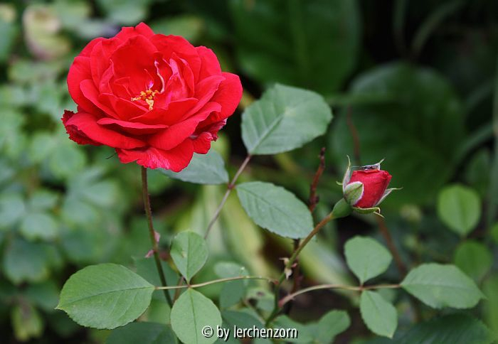 Kletterrose, Steckling