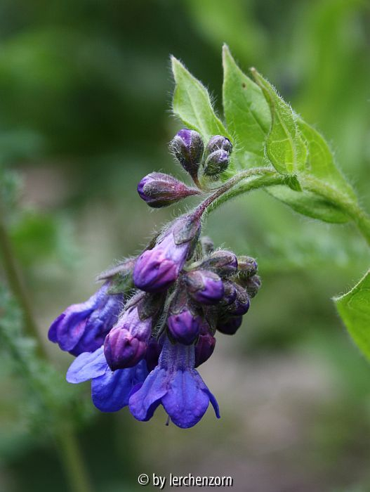 cf. Lindelofia longiflora (als Cynoglossum nervosum gekauft, vermutlich falsch benannt) (korrigiert 2014-06)