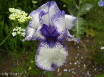 Plicata 3.JPG