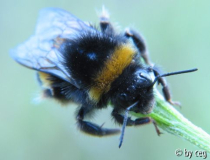 Erdhummel