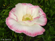Klatschmohn hell.JPG