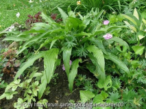Unbekannte Hosta.JPG