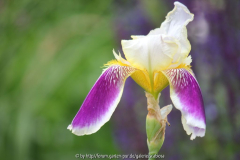 Historische Iris, namenlos