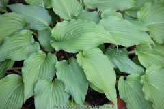 Hosta 'Eos'