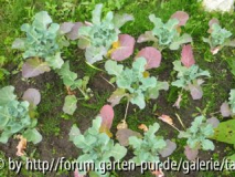 mein garten
