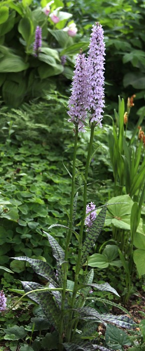 Dactylorhiza