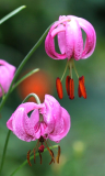 Lilium cernuum