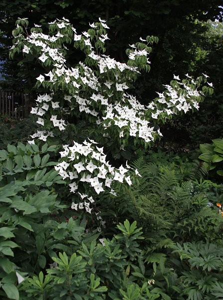 Cornus kousa var. chinensis