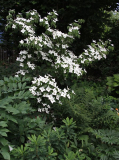 Cornus kousa var. chinensis