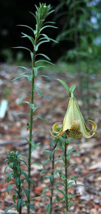 Lilium bakerianum var. aureum