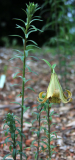 Lilium bakerianum var. aureum