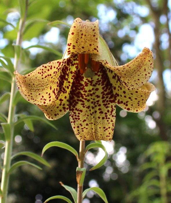 Lilium bakerianum var. aureum