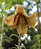 Lilium bakerianum var. aureum